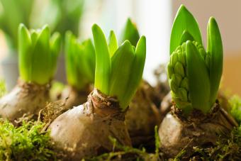 Fall Bulbs Hyacinth